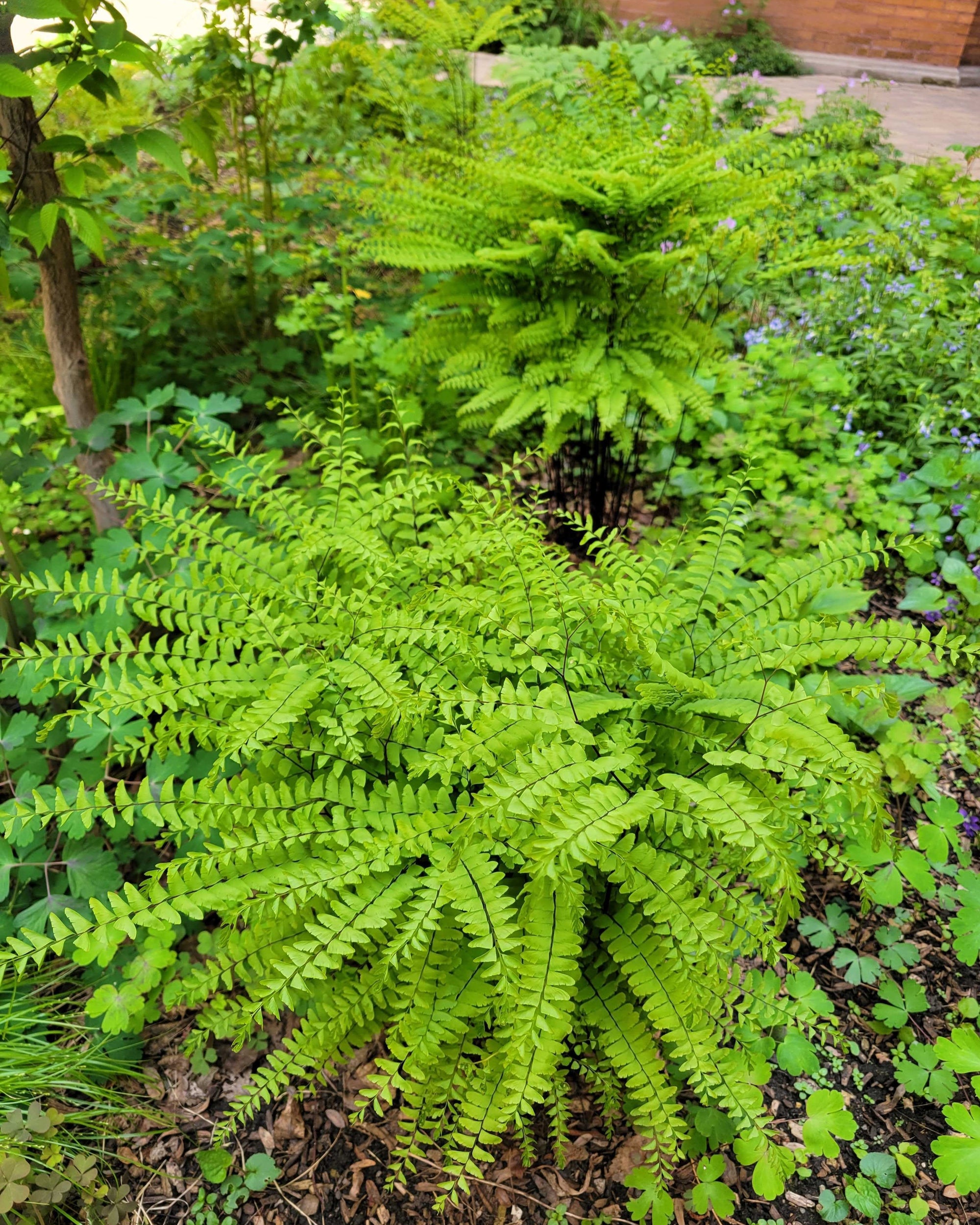 Native Plant Garden
