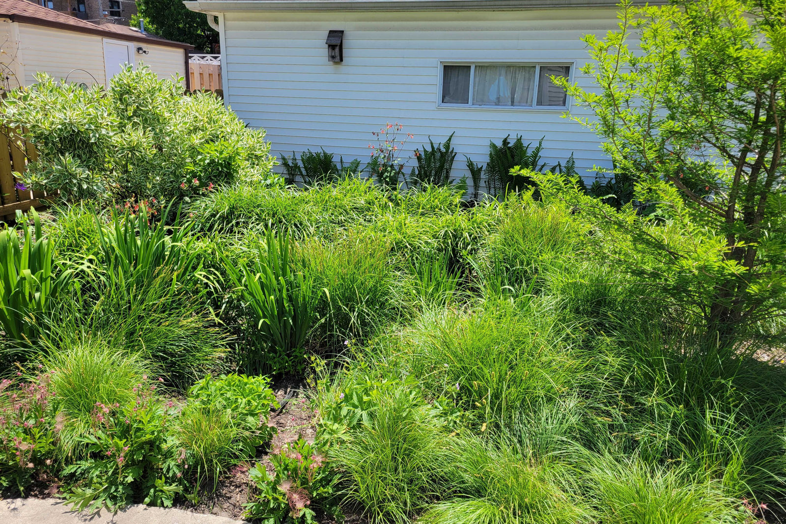 Native Plant Garden