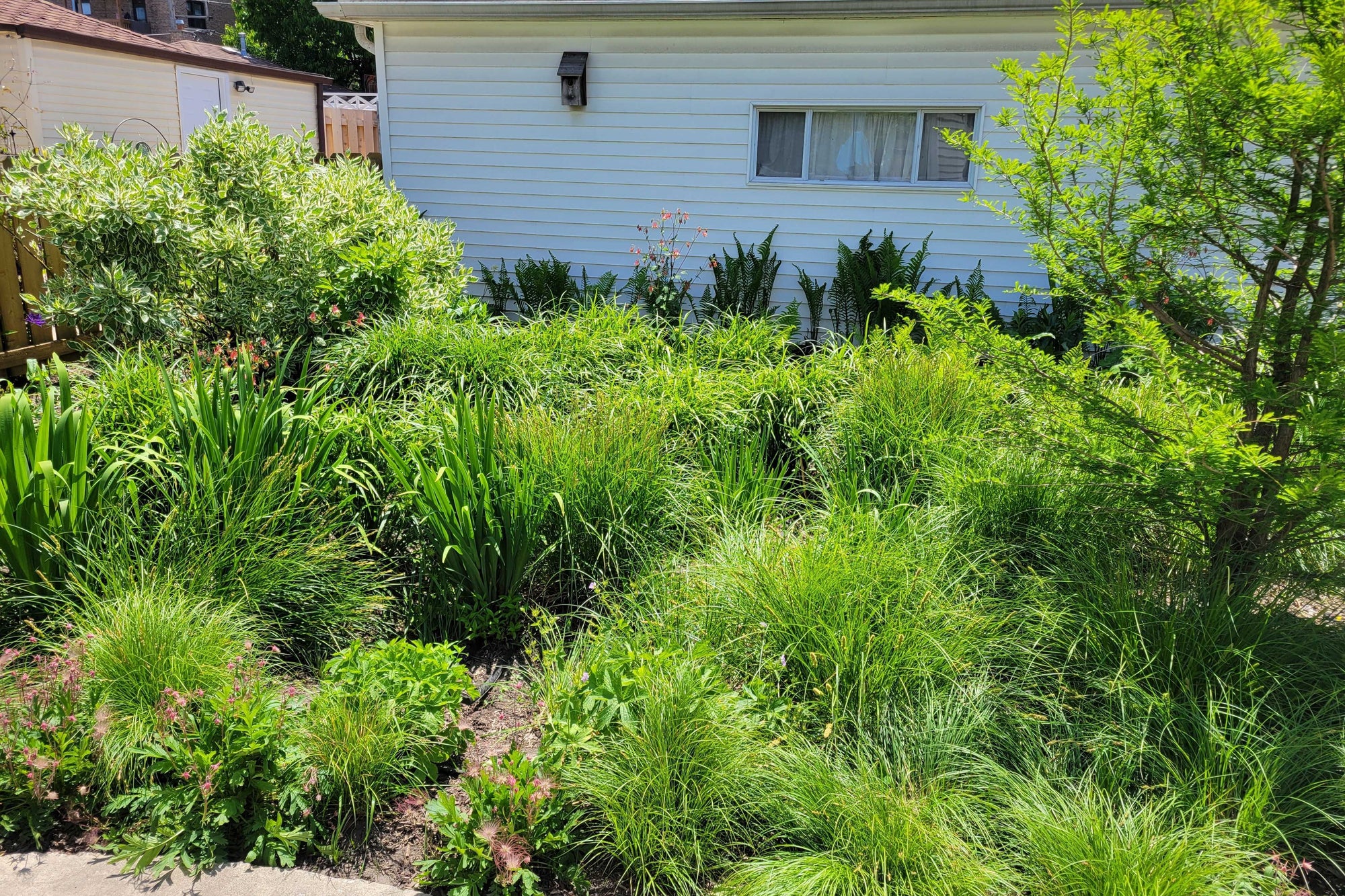 Native Plant Garden