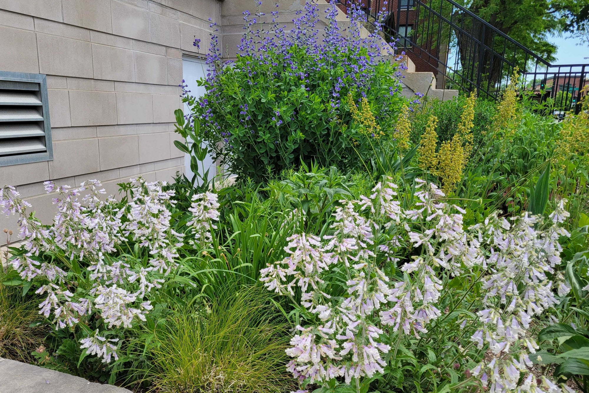 Native Plant Garden