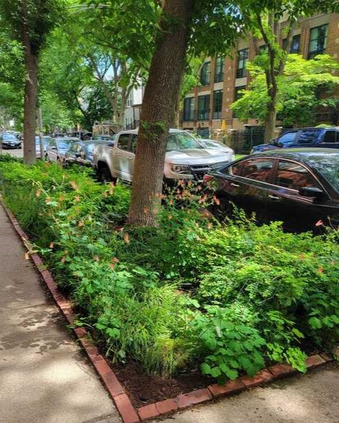 Native plants curbside
