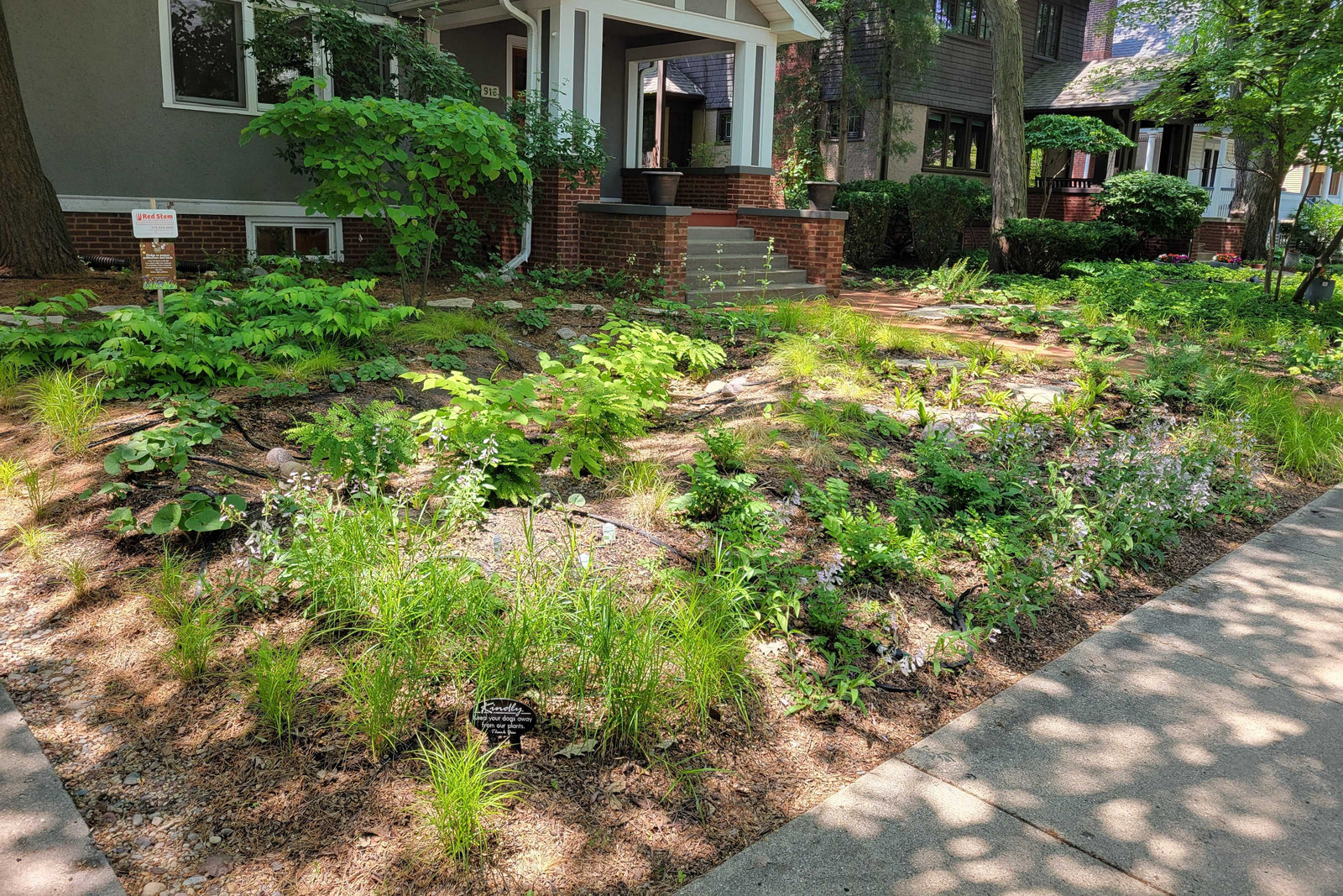 Native garden front yard