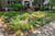 Native garden front yard
