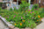 Native plant garden outside front porch