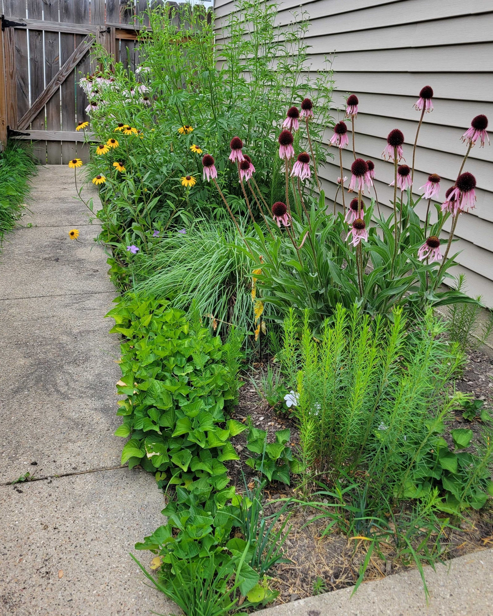Native Plants Garden