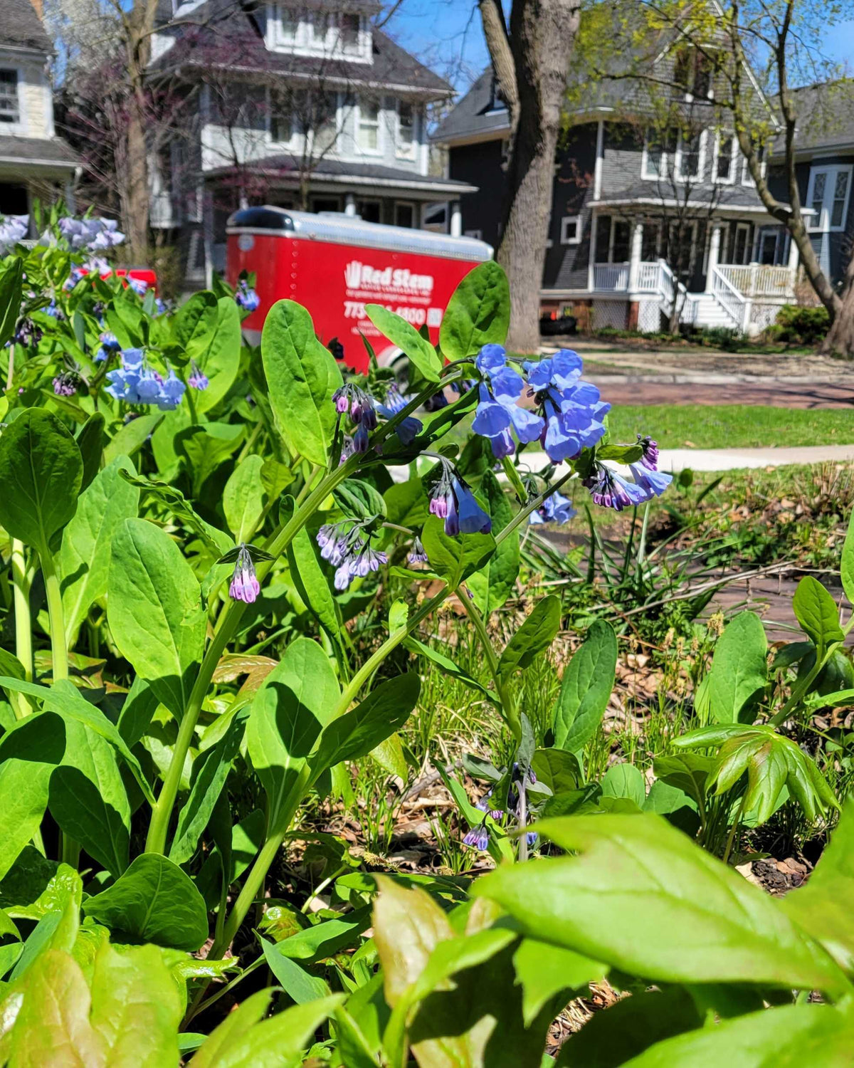 Blue flowers and green leaves in a garden with houses in the background