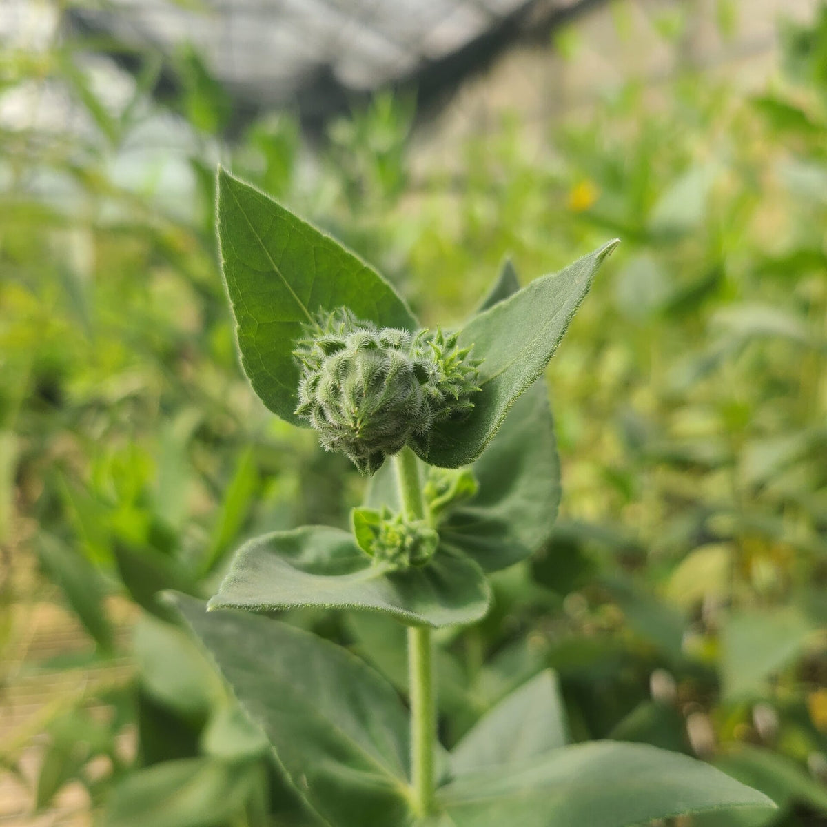 Helianthus mollis- Downy Sunflower