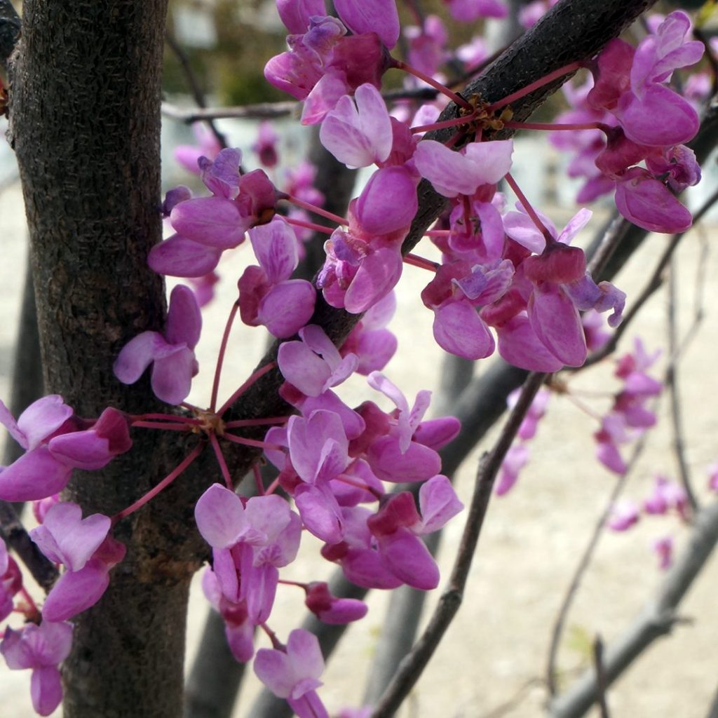 Cercis canadensis- Redbud