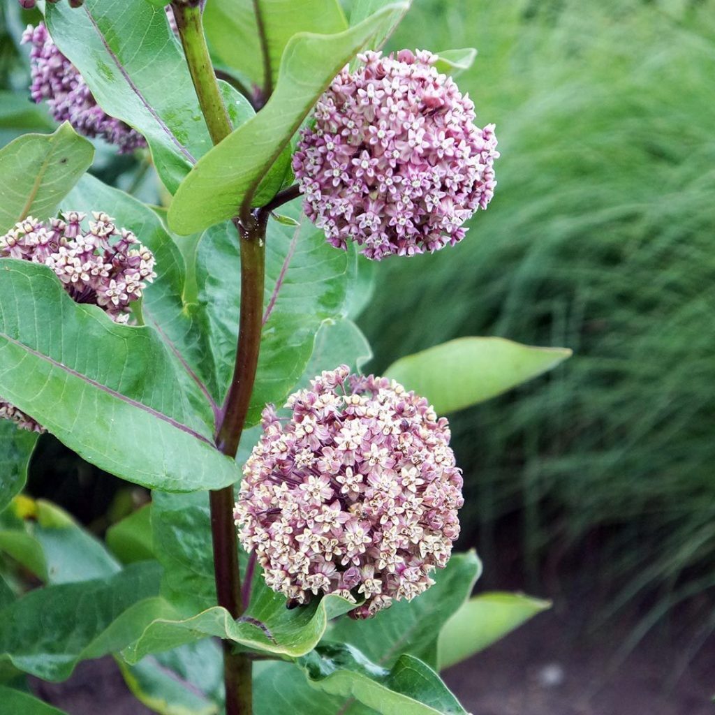 Asclepias syriaca- Common Milkweed