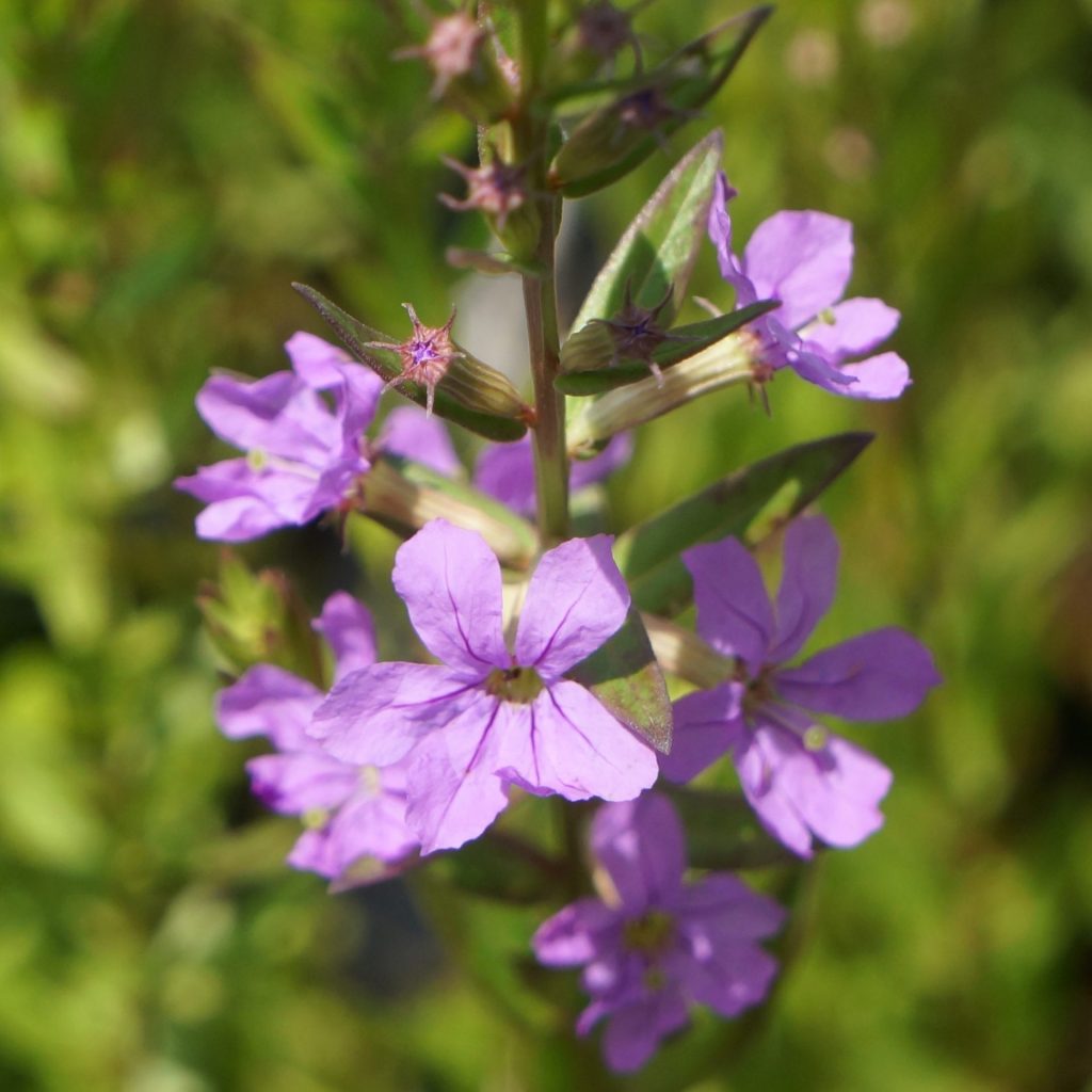 Lythrum alatum- Winged Loosestrife