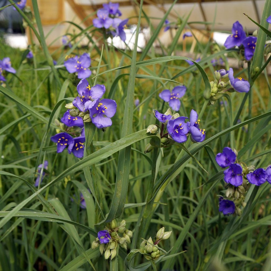 Tradescantia ohiensis- Ohio Spiderwort