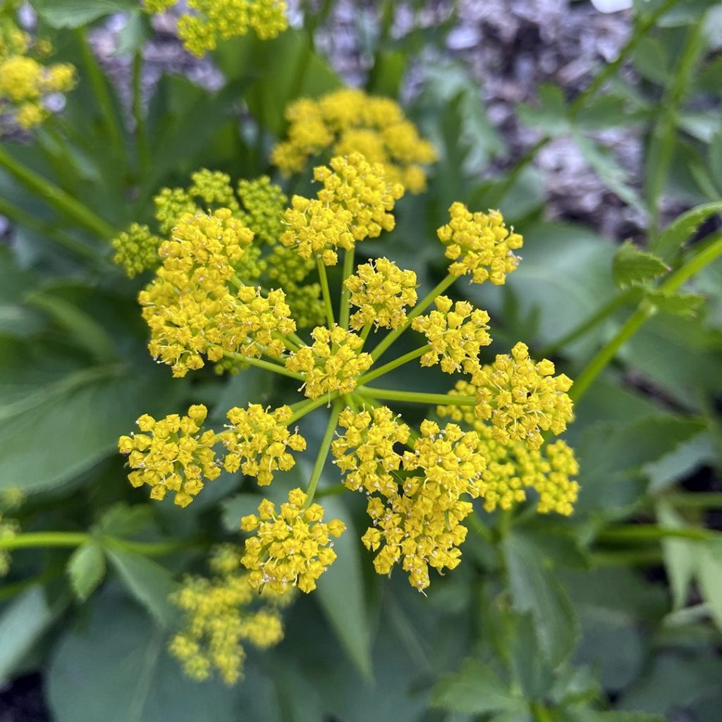 botanical☆ SubduedBotanicalsII-MART1121-