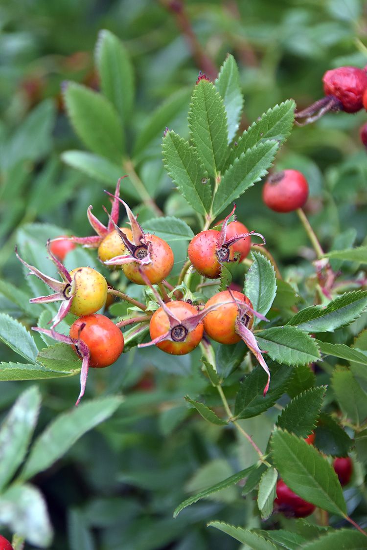 Rosa carolina- Pasture Rose