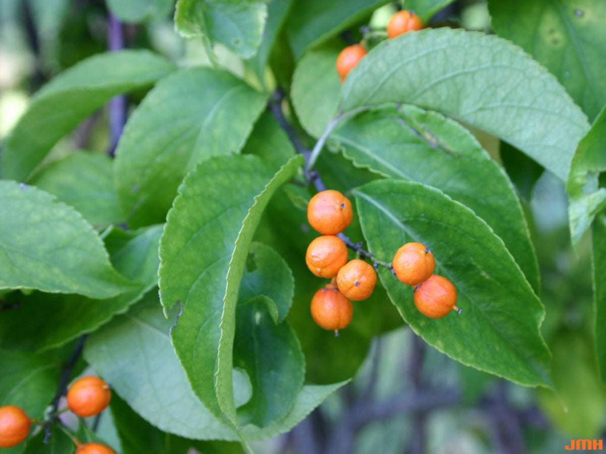 Celastrus scandens- American Bittersweet