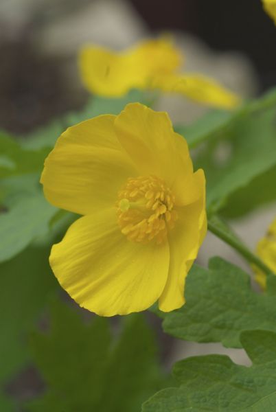 Stylophorum diphyllum-Celandine Poppy
