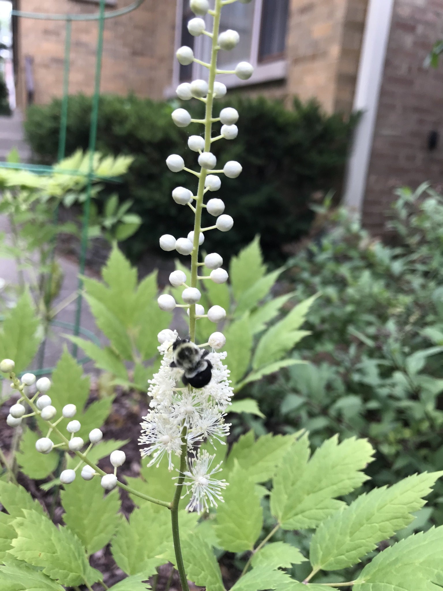 Actaea racemosa-Black Cohosh