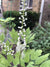 Actaea racemosa-Black Cohosh