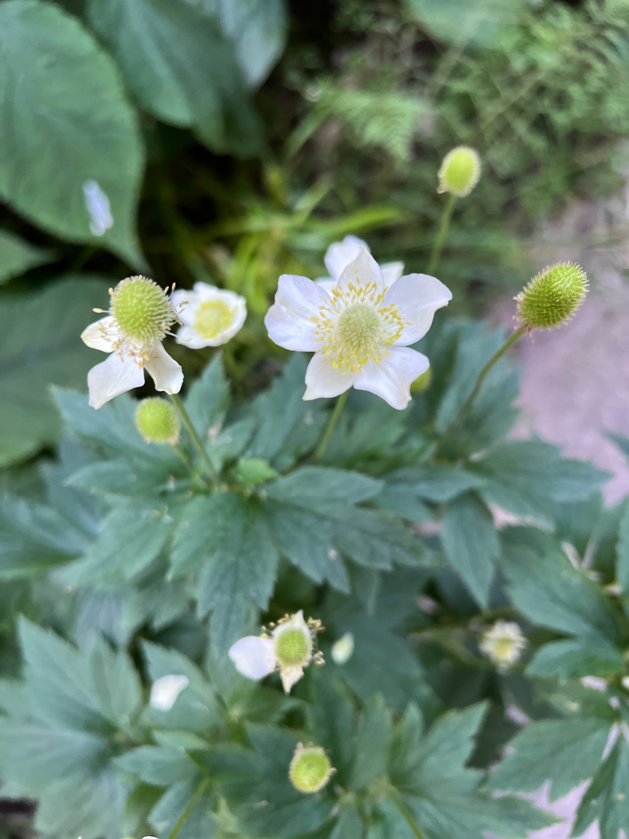 Anemone virginiana- Tall Thimbleweed