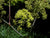 Angelica atropurpurea- Great Angelica - Red Stem Native Landscapes