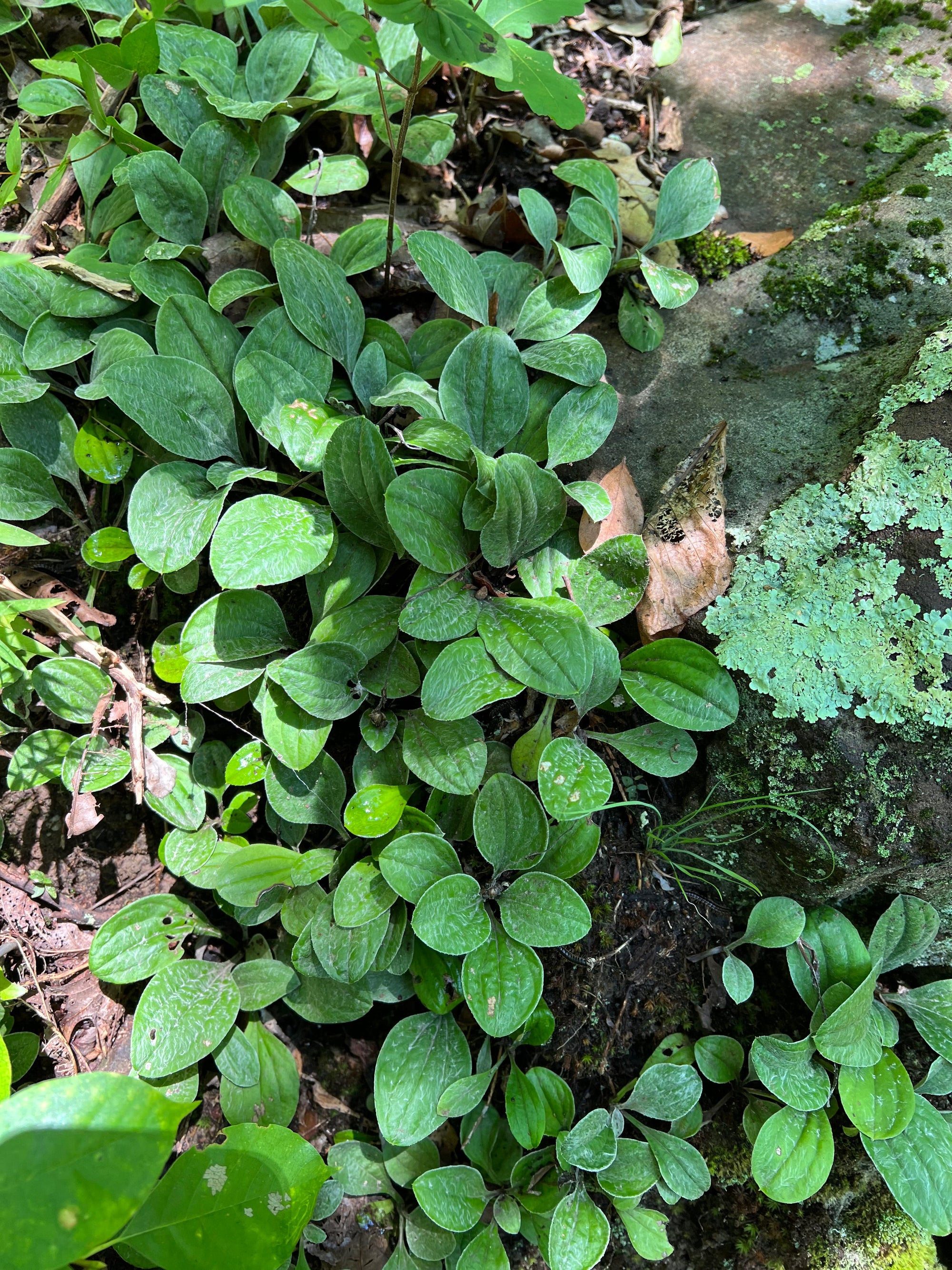 Antennaria plantaginifolia-Pussytoes