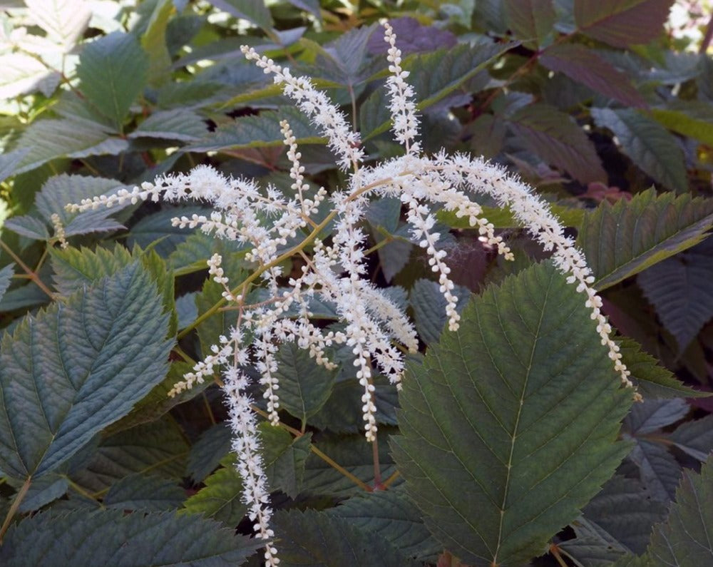 Aruncus dioicus- Goat's beard