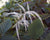 Aruncus dioicus- Goat's beard