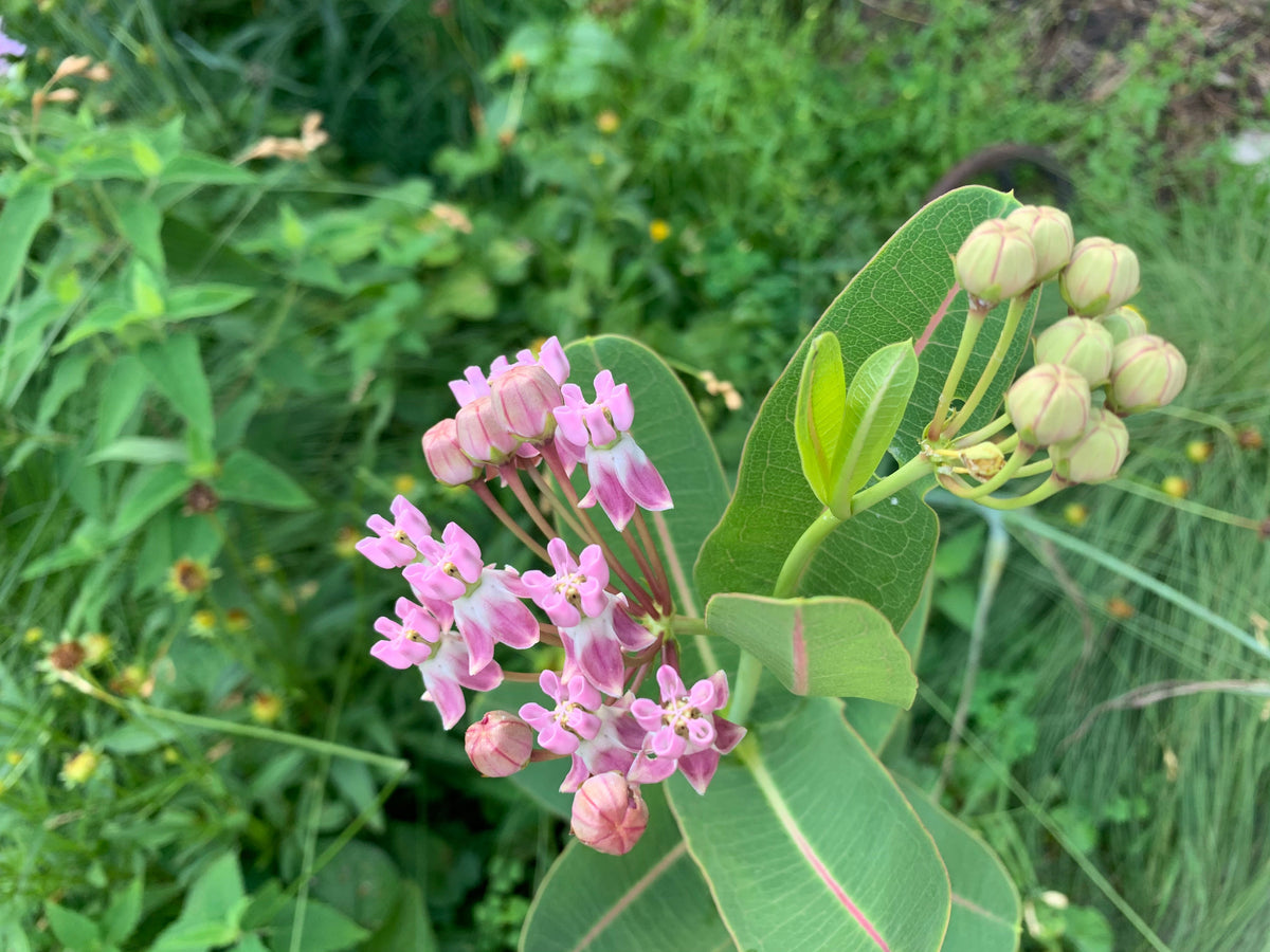 Asclepias sullivantii- Prairie Milkweed