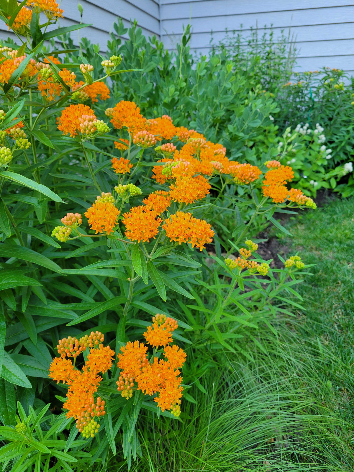 Asclepias tuberosa-Butterfly Weed