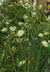 Asclepias verticillata- Whorled Milkweed