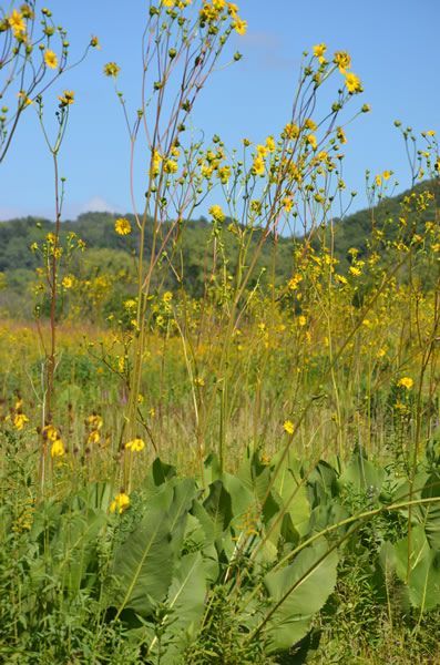 Silphium terebinthinaceum-Prairie Dock
