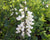 Baptisia alba-White Wild Indigo - Red Stem Native Landscapes
