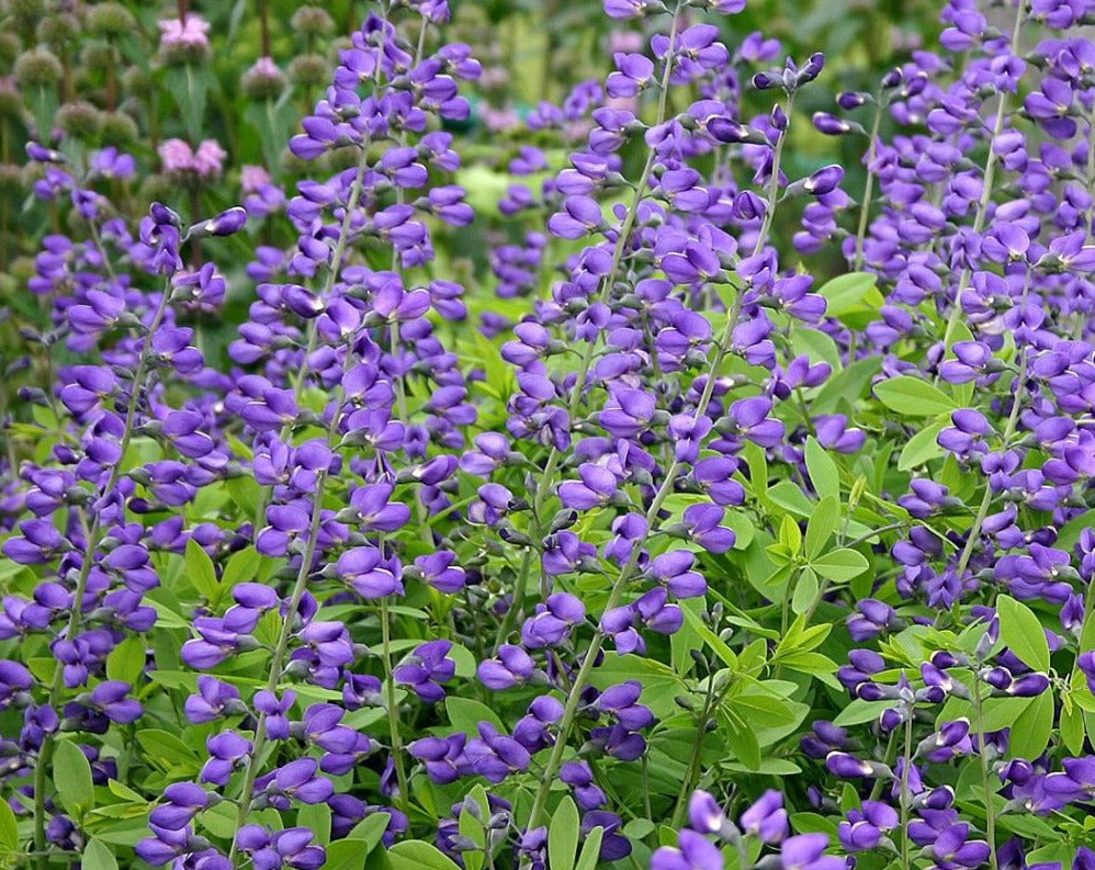Baptisia australis- Blue Wild Indigo