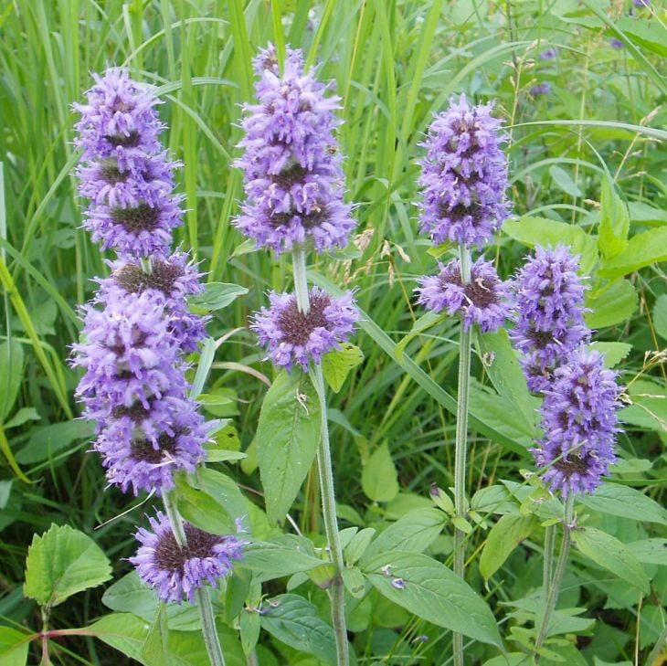 Blephilia ciliata- Downy Wood Mint - Red Stem Native Landscapes