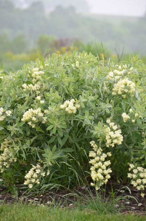 Baptisia bracteata- Cream Wild Indigo