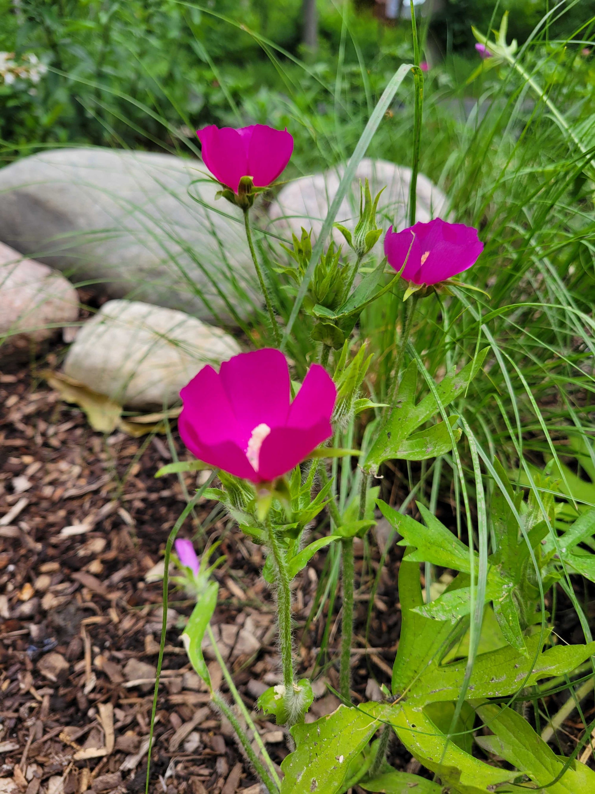 Callirhoe involucrata-Wine cups