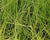 Carex annectens-Small Yellow Fox Sedge