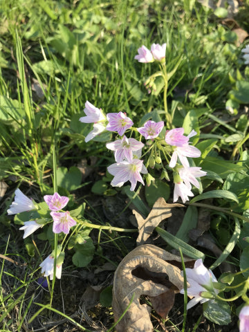 Claytonia virginica- Spring Beauty
