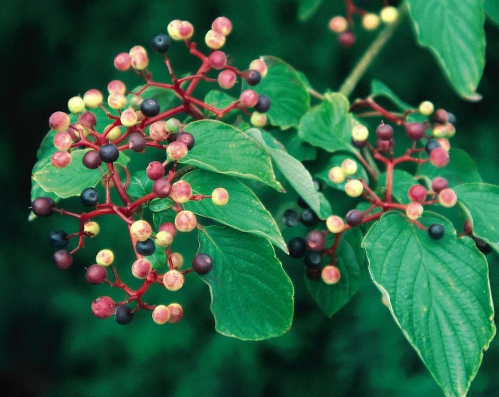 Cornus alternifolia- Pagoda Dogwood