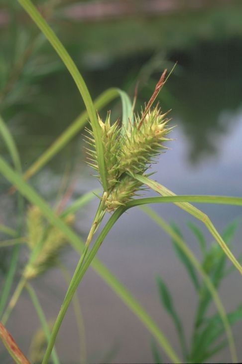 Carex lupulina- Common Hop Sedge
