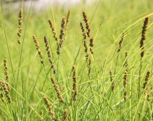Carex vulpinoidea- Brown Fox Sedge