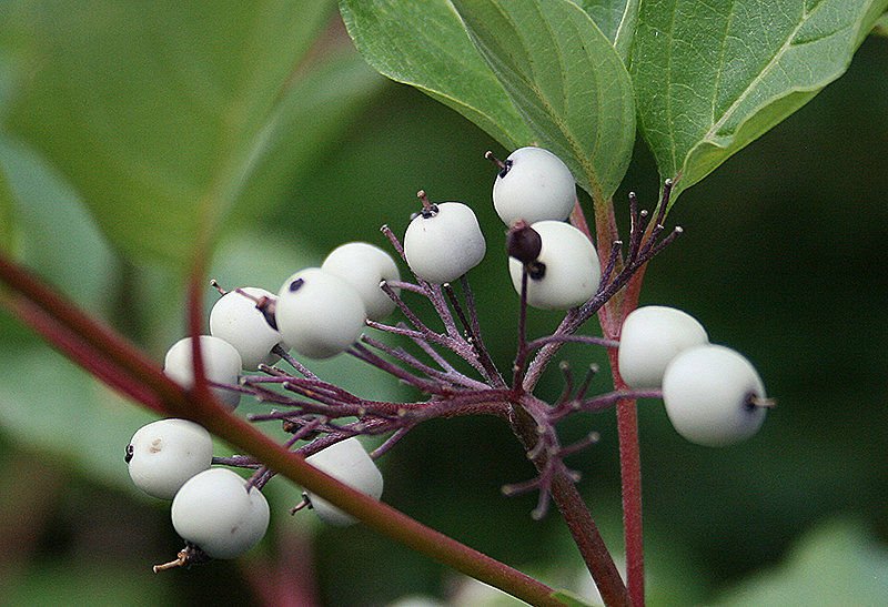 Cornus sericea- Red Osier Dogwood