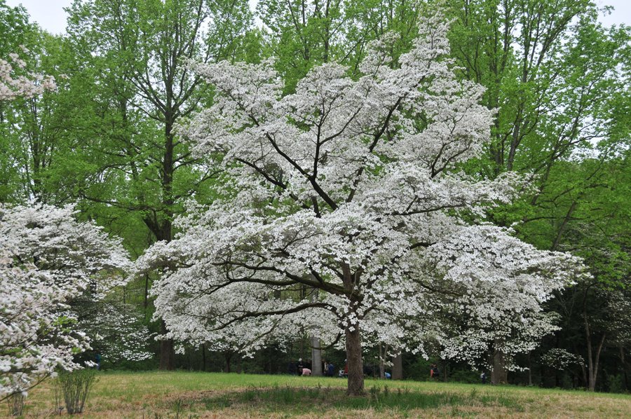 Cornus Florida- Flowering White Dogwood