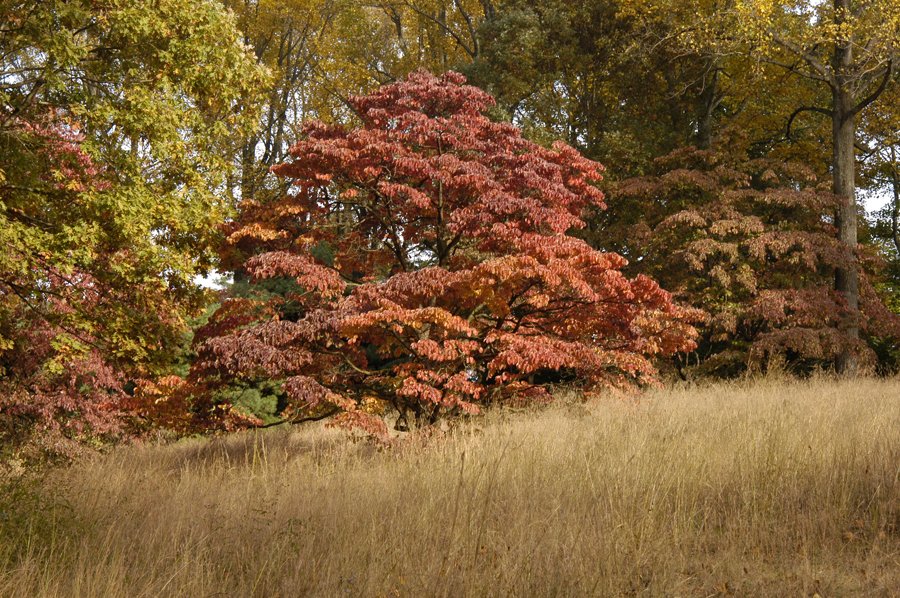 Cornus Florida- Flowering White Dogwood