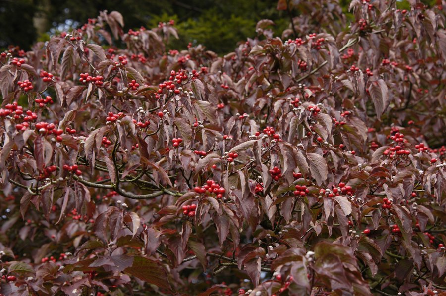 Cornus Florida- Flowering White Dogwood