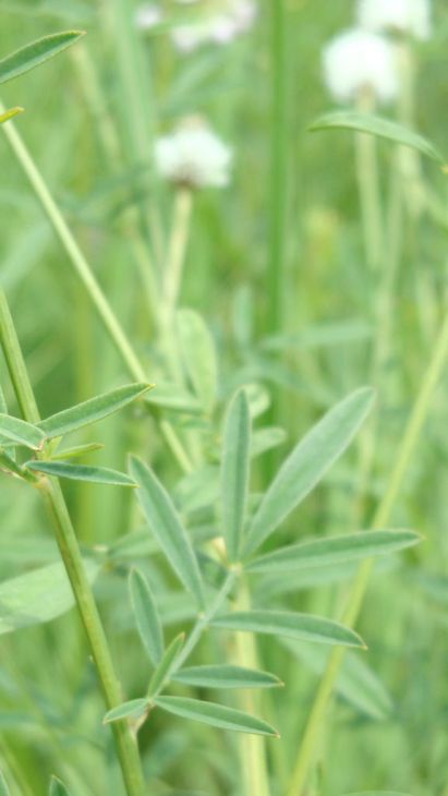 Dalea candida- White Prairie Clover