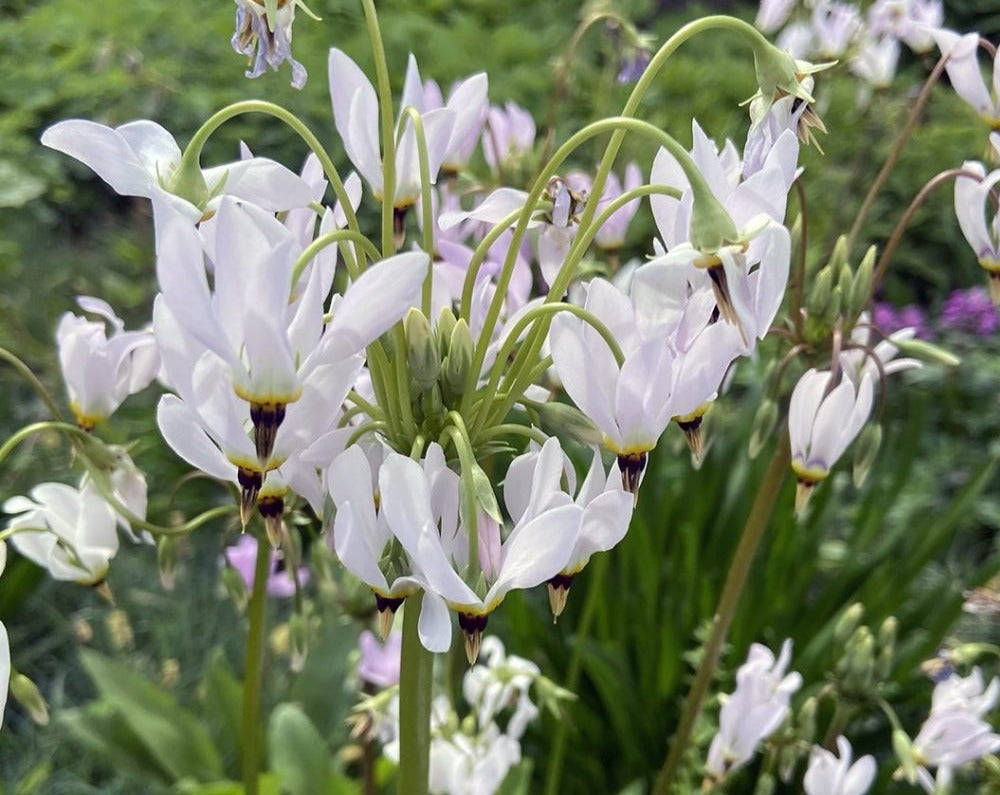 Dodecatheon meadia-Midland Shooting Star