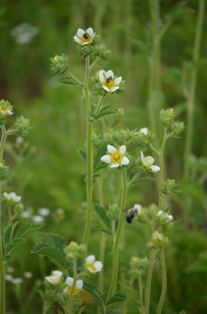 White flowers with yellow centers on a green plant in a natural setting