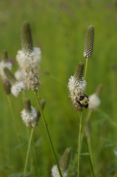 Dalea candida- White Prairie Clover