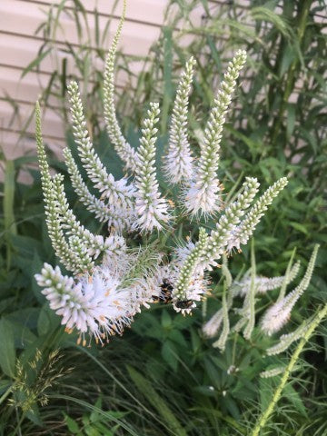 Veronicastrum virginicum-Culver's Root