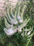Veronicastrum virginicum-Culver's Root
